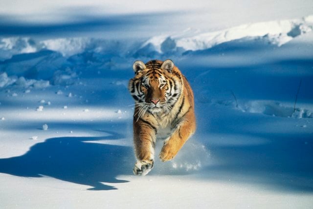 How Much Do Wildlife Filmmakers Get Paid?