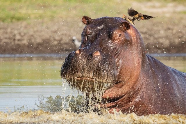 What Is Hippo Insurance?