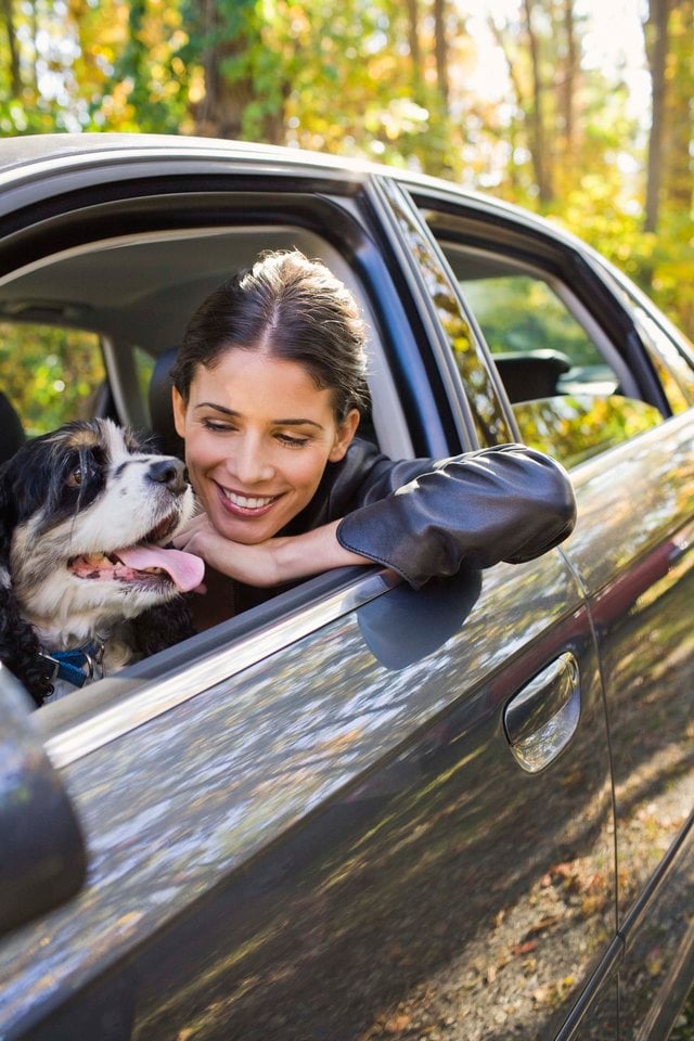 Cheap Ways to Transport Pets