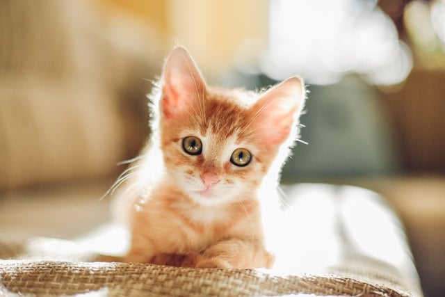 5 Times You Should Never Feel Bad About Spending Money on Your Pet