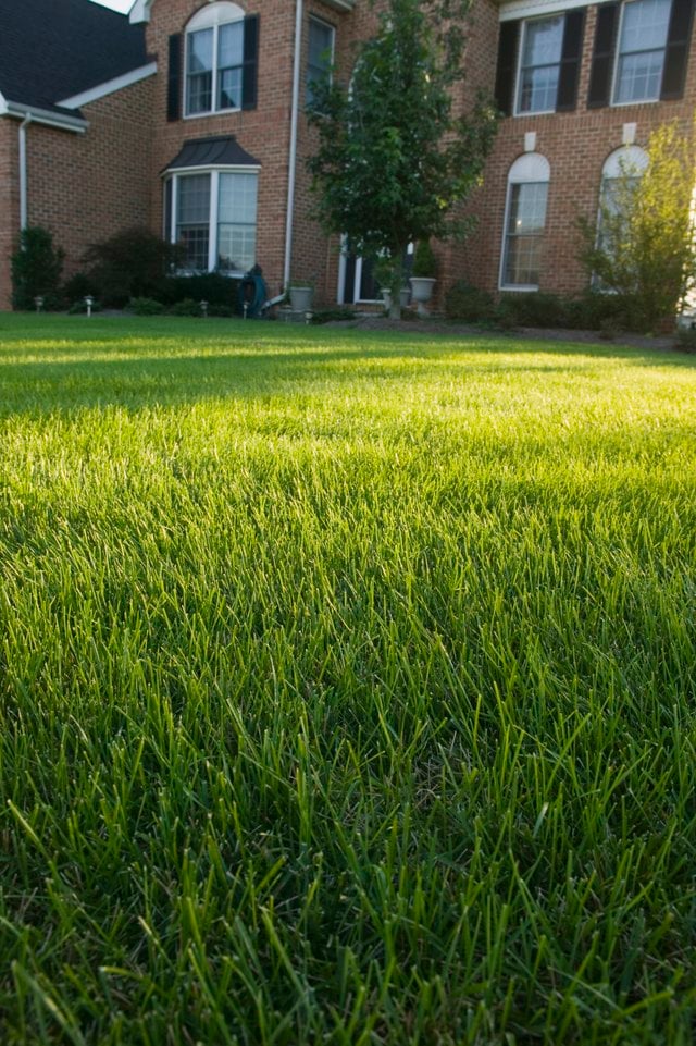 How to Extract Cellulose From Grass