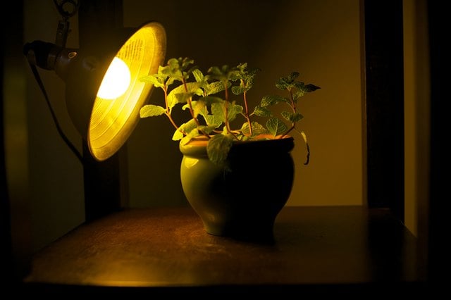 Cheap Way to Make a Grow Light for Indoor Plants