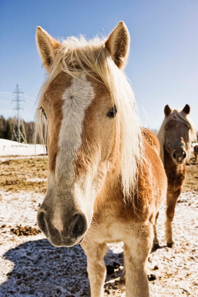 The Average Salary of Therapeutic Riding Therapists