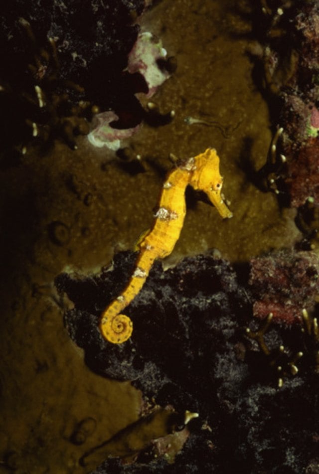 What Does a Marine Biologist Get Paid for an Hour of a Day?