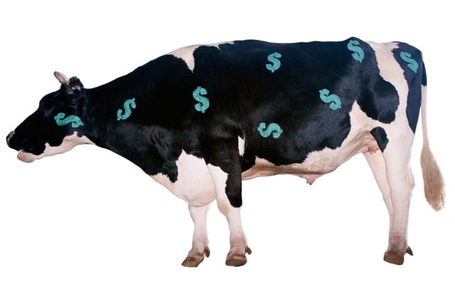 Tax Deductions for Cattle