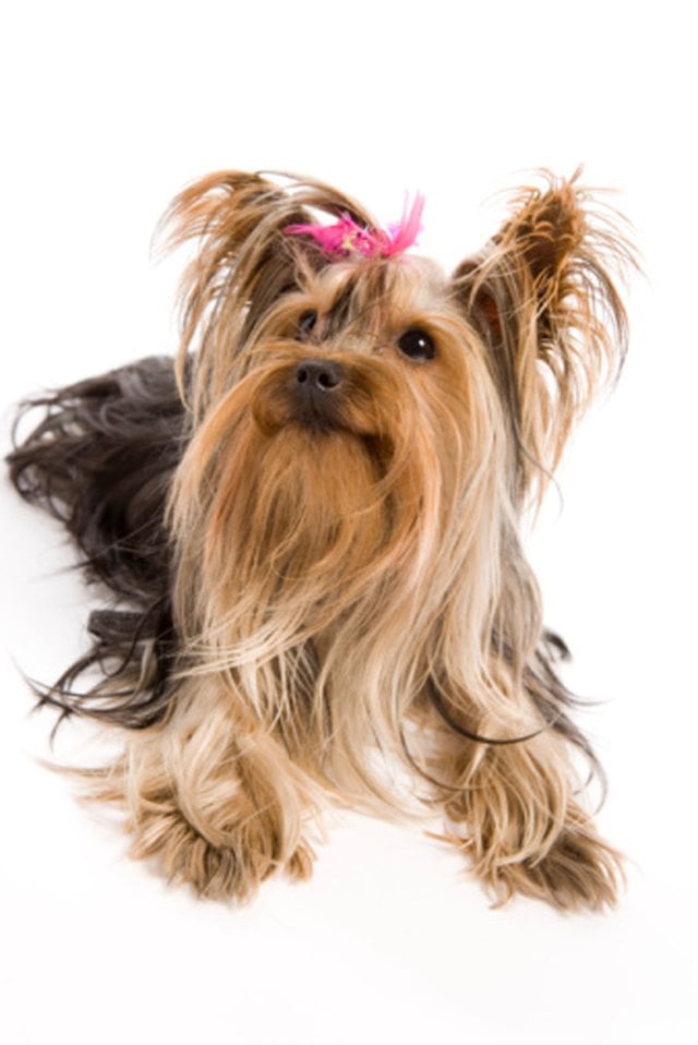 Cheap Ways to Take Care of a Yorkie's Hair