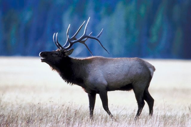 The Annual Salary for a Hunting Guide in Montana