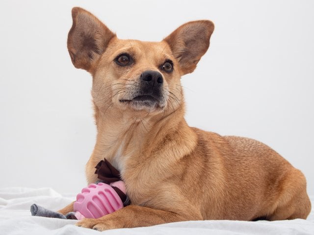Can I Deduct a Contribution Made to the ASPCA From My Taxes?