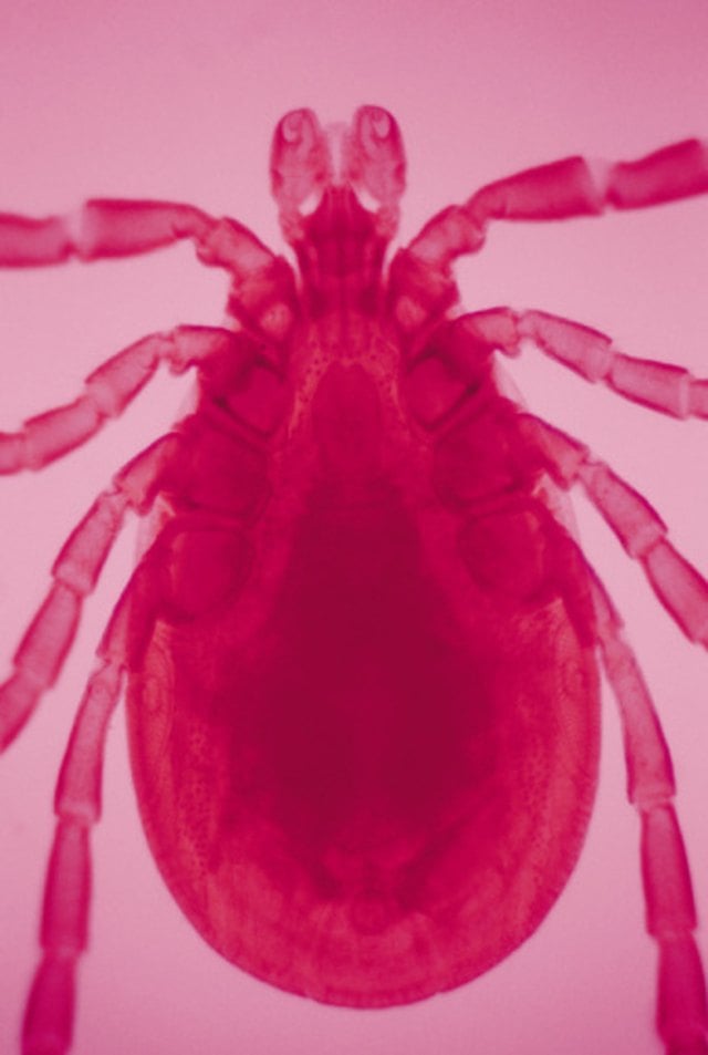How to Prevent Ticks in Bed Sheets
