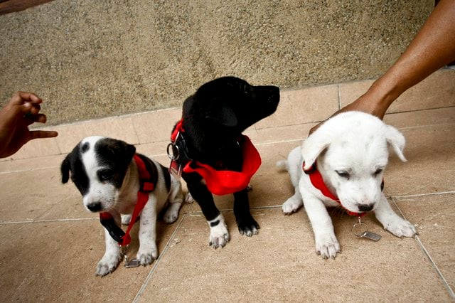 How to Become an Animal Welfare Officer